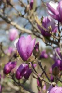     ( Magnolia liliiflora Nigra) -  1