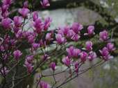     ( Magnolia liliiflora Nigra) -  2