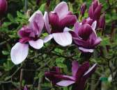     ( Magnolia liliiflora Nigra) -  3