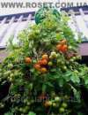     Upside Down Tomato Planter -  2