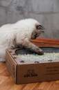   : -   Cat Box