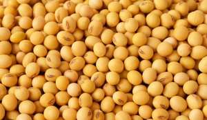    (Soybeans seeds for EXPORT) (FCA, FOB, CIF) -  1