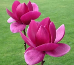  '' / Magnolia 'CLEOPATRA'   -  1