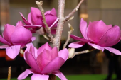  '' / Magnolia 'CLEOPATRA'   -  2