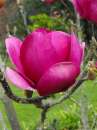  '' / Magnolia 'CLEOPATRA'   -  3