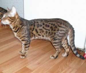 2 ����������� ������, ��������, 8 �������. - ����������� 1