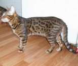 ������� � ����������: 2 ����������� ������, ��������, 8 �������.