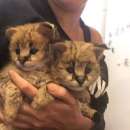 ������� � ����������: 2016 �. ������������ �������, ������� � ������ ������