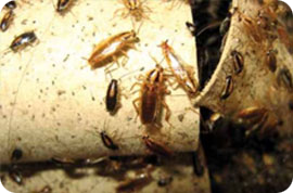 8 (977) 342-10-45, ����������� �� ���������. ������ � ���������� � ����������. - ����������� 1