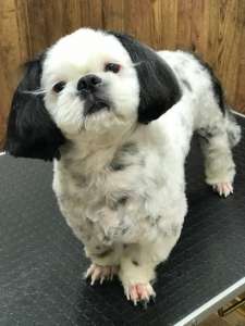 C�p���� ���o���x - ����������� 1