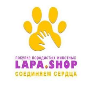 Lapa Shop -  1