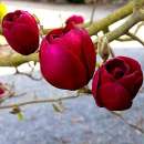   : Magnolia Black Tulip,     