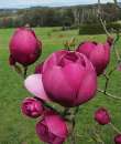 Magnolia Black Tulip,      -  2