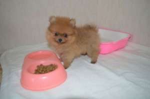 mini ����� �� ������� - ����������� 1