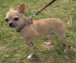 mini ����� ��� - ����������� 1