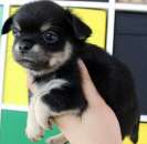 mini ����� ��� - ����������� 2