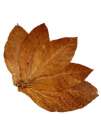 Tobacco Leaf Shop:     ! -  2