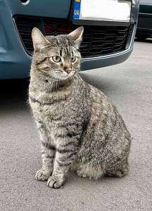 ʳ����� � ������ ���� - ����������� 1