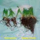 "˲���+" ��������� ����� ������ ������ �������� - ����������� 2