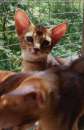 Абиссинские котята. Кошки.. Прочие услуги - Услуги