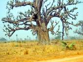 Баобаб (Adansonia digitata) 13 лет.. Растения - Покупка/Продажа