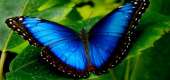 Перейти к объявлению: Восхитительные Живые Бабочки изПакистана