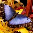 Живые тропические бабочки Зимой и Летом, Удивите ваших близких. Продам/Куплю бизнес - Покупка/Продажа