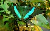 Живые тропические бабочки Зимой и Летом, Удивите ваших близких. Продам/Куплю бизнес - Покупка/Продажа