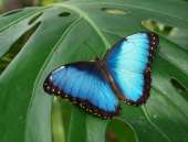 Живые тропические бабочки Зимой и Летом, Удивите ваших близких. Прочие услуги - Услуги