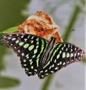 Живые тропические бабочки Зимой и Летом, Удивите ваших близких. Спорт, отдых - Покупка/Продажа