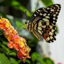 Живые тропические бабочки Зимой и Летом, Удивите ваших близких. офисная работа - Работа