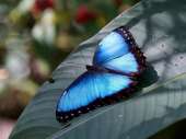 Живые тропические бабочки Зимой и Летом, Удивите ваших близких - объявление