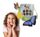 Живі метелики - продаж готового бізнесу, франшиза!. Продам/Куплю бизнес - Покупка/Продажа