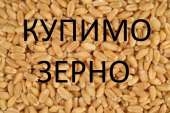 Закупляємо зернові на посиійній основі. Разное - Покупка/Продажа