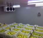 Камера холодильна для яблук, груш охолодження зберігання Київ Бровари. Бытовой ремонт - Услуги