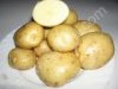 Картофель оптом. Прочие услуги - Услуги