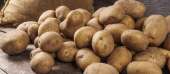 Перейти к объявлению: Картофель от производителя оптом за полцены!