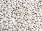 Квасоля на продаж. 20 видів сортової квасолі