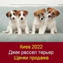 Киев 2022 Щенки Джек рассел терьеров Продажа - объявление