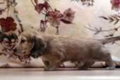 Перейти к объявлению: Клубные щенки миниатюрной длинношерстной таксы кремового окраса