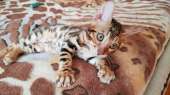 Купить бенгальского кота Винница. Домашние животные - Покупка/Продажа