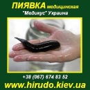 Купить пиявки медицинские Киев. Гирудотерапия. МЕДИКУС. Красота, здоровье - Услуги