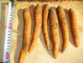 Морковь средняя, мелкая, стружка моркови сушеная. Разное - Покупка/Продажа