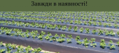 Мульчуюча плівка
