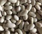 Насіння квасолі Неві Бінс, Червона довга, Пінто, Червона Шап