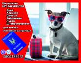 Оформление вет документов для вывоз собаки из Украины в Европу. Услуги для животных - Услуги