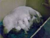 ПРОДАМ Сиамских котят. Домашние животные - Покупка/Продажа