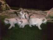 ПРОДАМ Сиамских котят. Не дорого.. Домашние животные - Покупка/Продажа