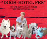 Передержка собак гостиница отель в Киеве - курорт для Вашего песика. Услуги для животных - Услуги