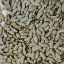 Посівмат квасолі Ред Кідні, Червона Шапочка, Неві Бінс, Пінто